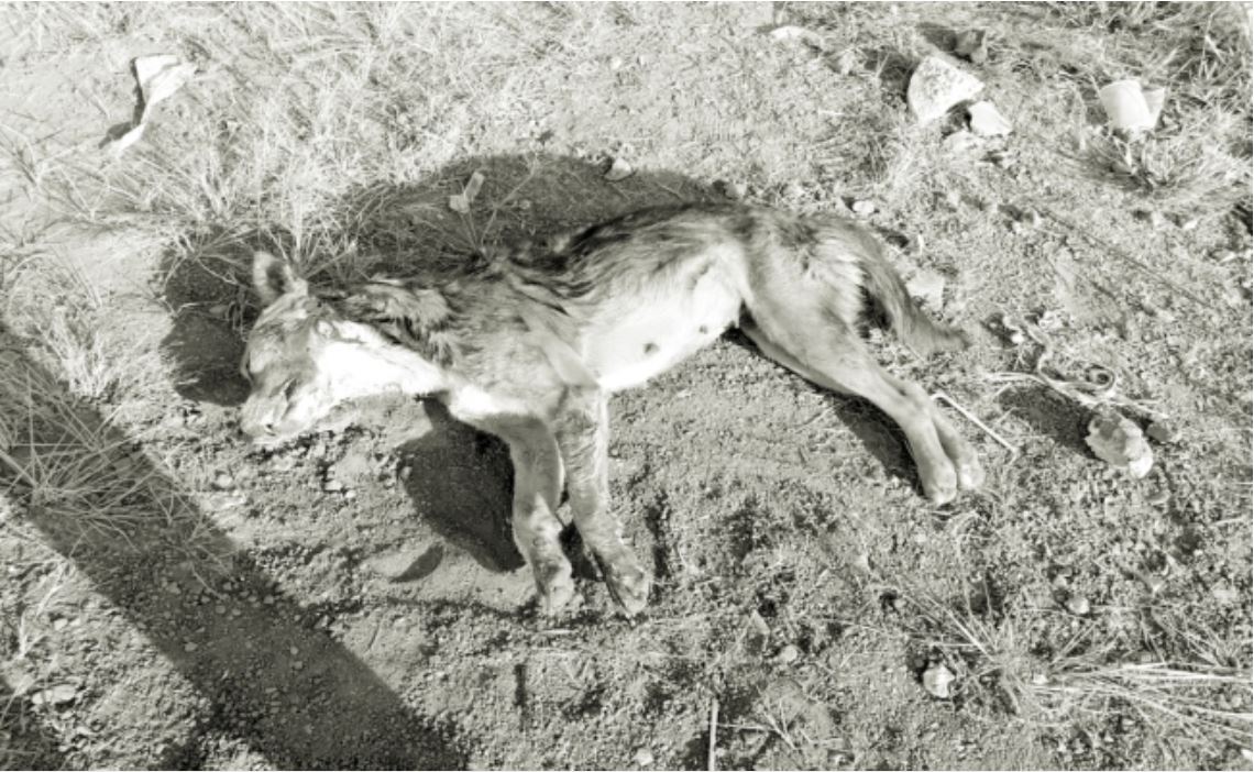 Denuncian presunto envenenamiento masivo de perros en Morelia