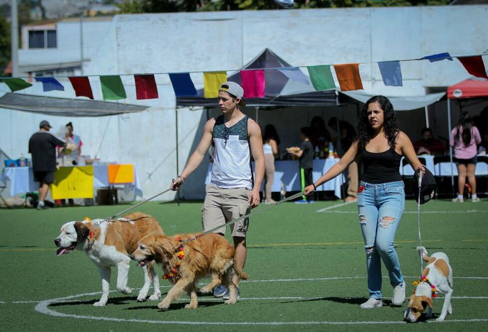 Perros de todos los tamaños acudieron, acompañados por sus dueños, a un evento diseñado específicamente para estos caninos: el segundo Festival del Perro, que se llevó a cabo en el parque Querétaro 2000.