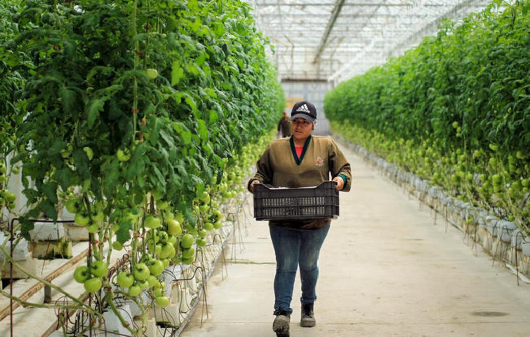 Durante este año, reveló el funcionario, se fortalecieron diversos esquemas de apoyo y uno de los programas que más recursos recibió fue El campo en nuestras manos (ARCHIVO. EL UNIVERSAL)