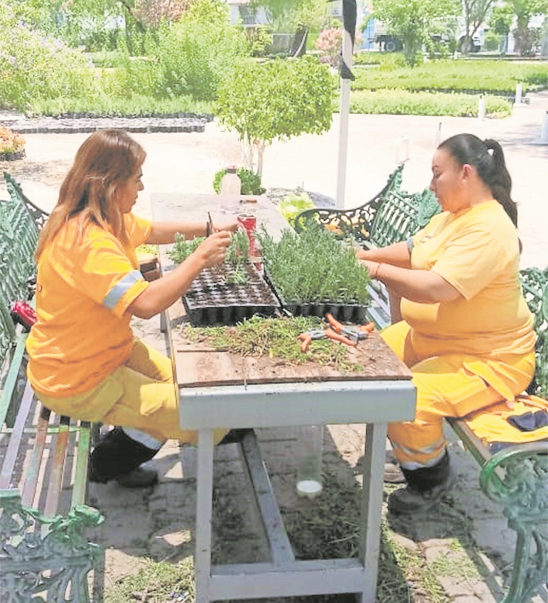 Vivero capitalino eleva producción de masa vegetal al 116%