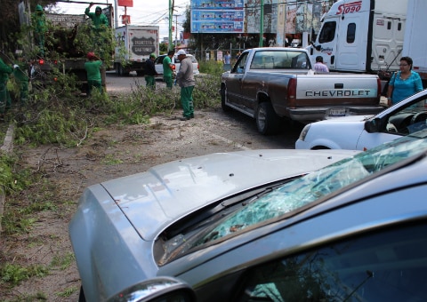 Cae árbol sobre vehículos