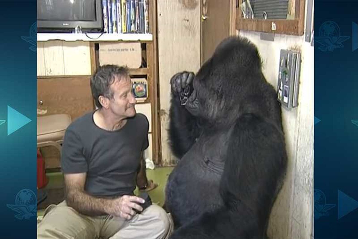 (Foto: Facebook Koko & The Gorilla Foundation)
