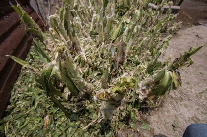 Lluvias han afectado al menos 50 hectáreas de maíz: Sedea