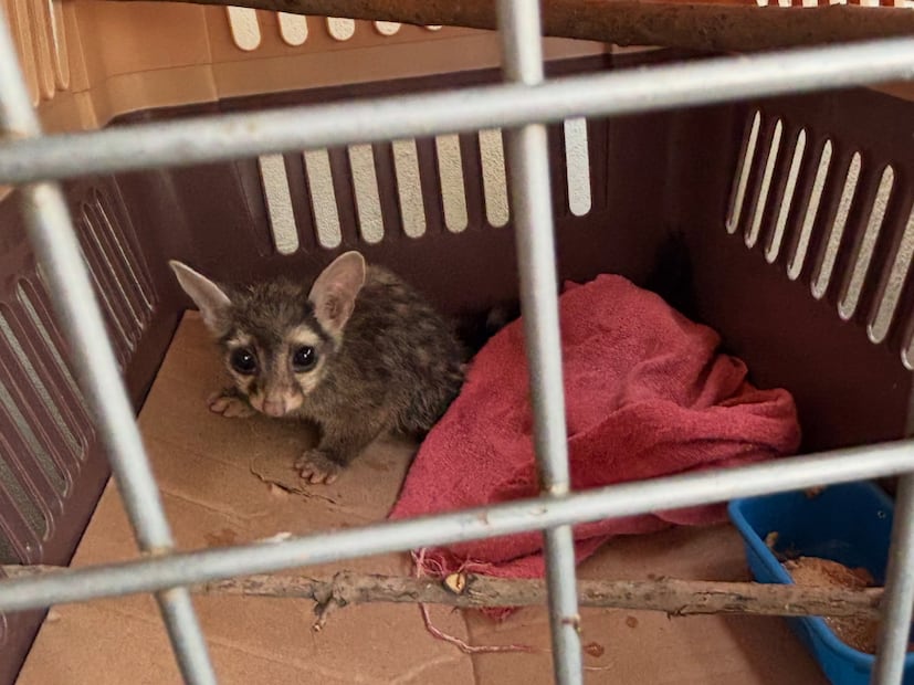 FOTO. FACEBOOK DIRECCIÓN DE CUIDADO ANIMAL SJR