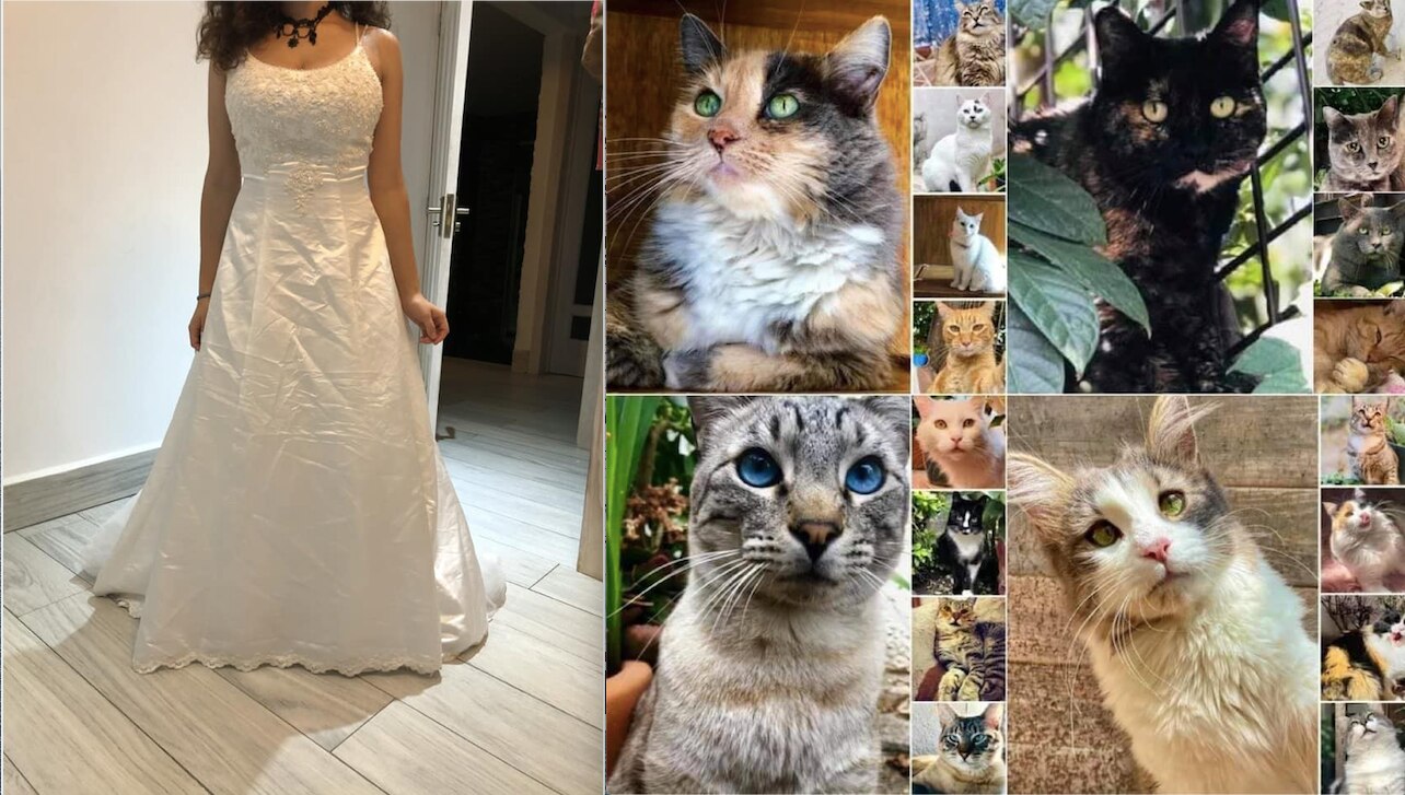 Cambia vestido de novia por alimento para gato en Querétaro