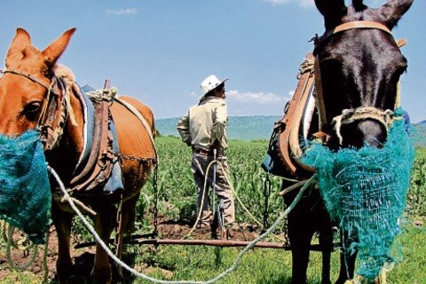 Campesinos ganan $25 al día: UGOCM