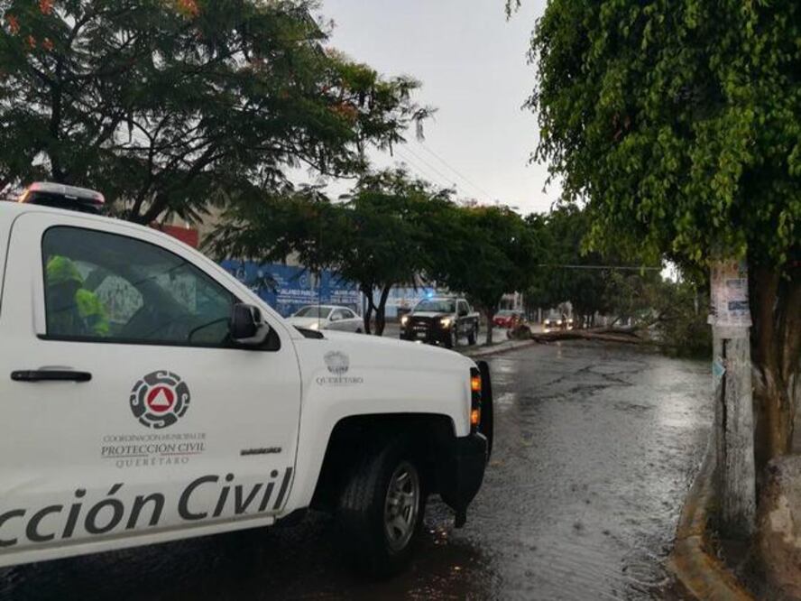 Luego de que se cayó un árbol en la colonia El Rocío, personal de la Coordinación Municipal de Protección Civil atendió el reporte. / Foto: Especial