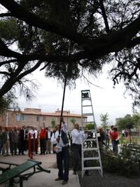 Atenderán más de 7 mil árboles 