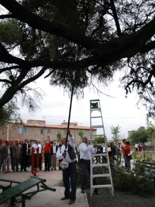 Atenderán más de 7 mil árboles 