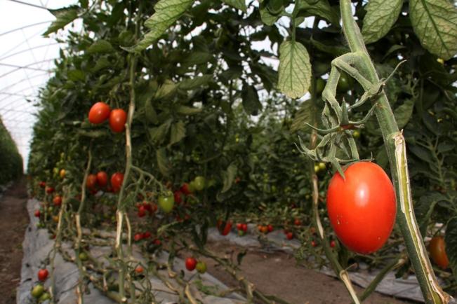 Jitomate, alimento de  gran importancia