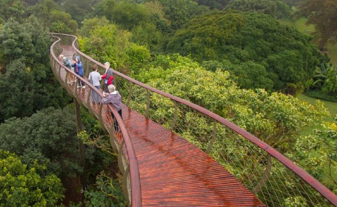 El recorrido por este puente transcurre por encima y a través de las copas. (Foto: Adam Harrower/SANBI)