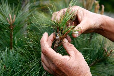 Plantar 9 mil árboles, la meta en San Juan del Río