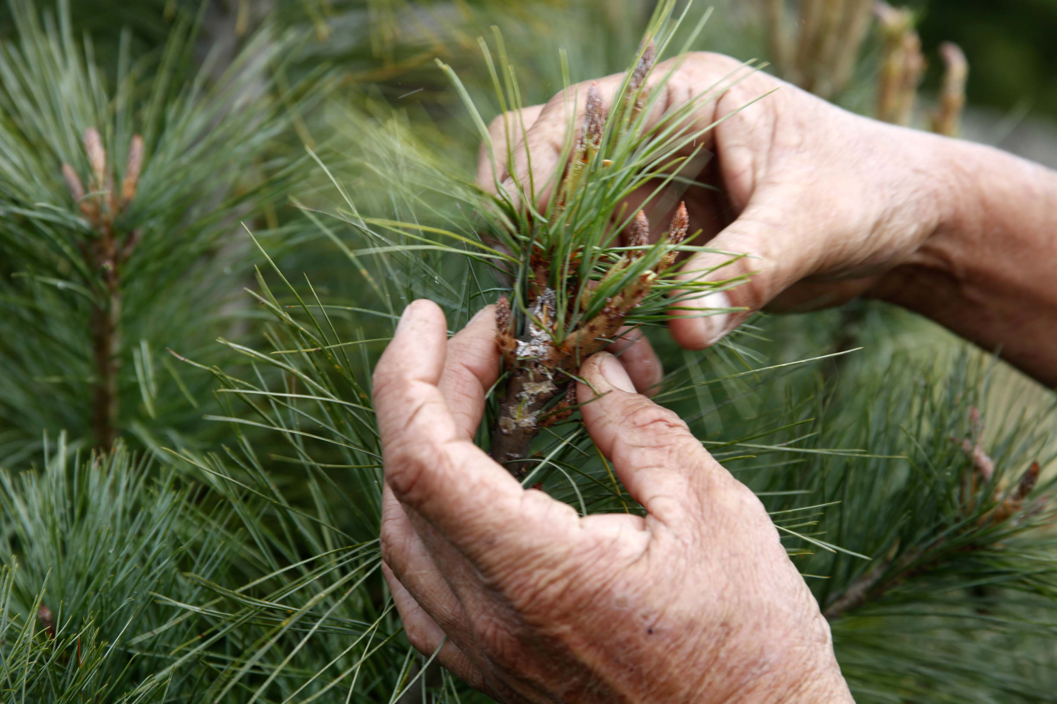Plantar 9 mil árboles, la meta en San Juan del Río