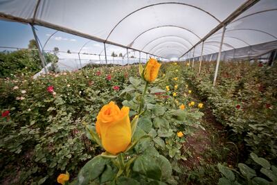 Productores denuncian el robo masivo de rosas en Querétaro 