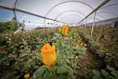 Productores denuncian el robo masivo de rosas en Querétaro