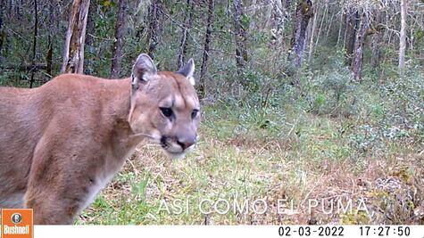 Video. Captan un oso y un puma en el Bosque de Niebla, en los límites de SLP con Querétaro