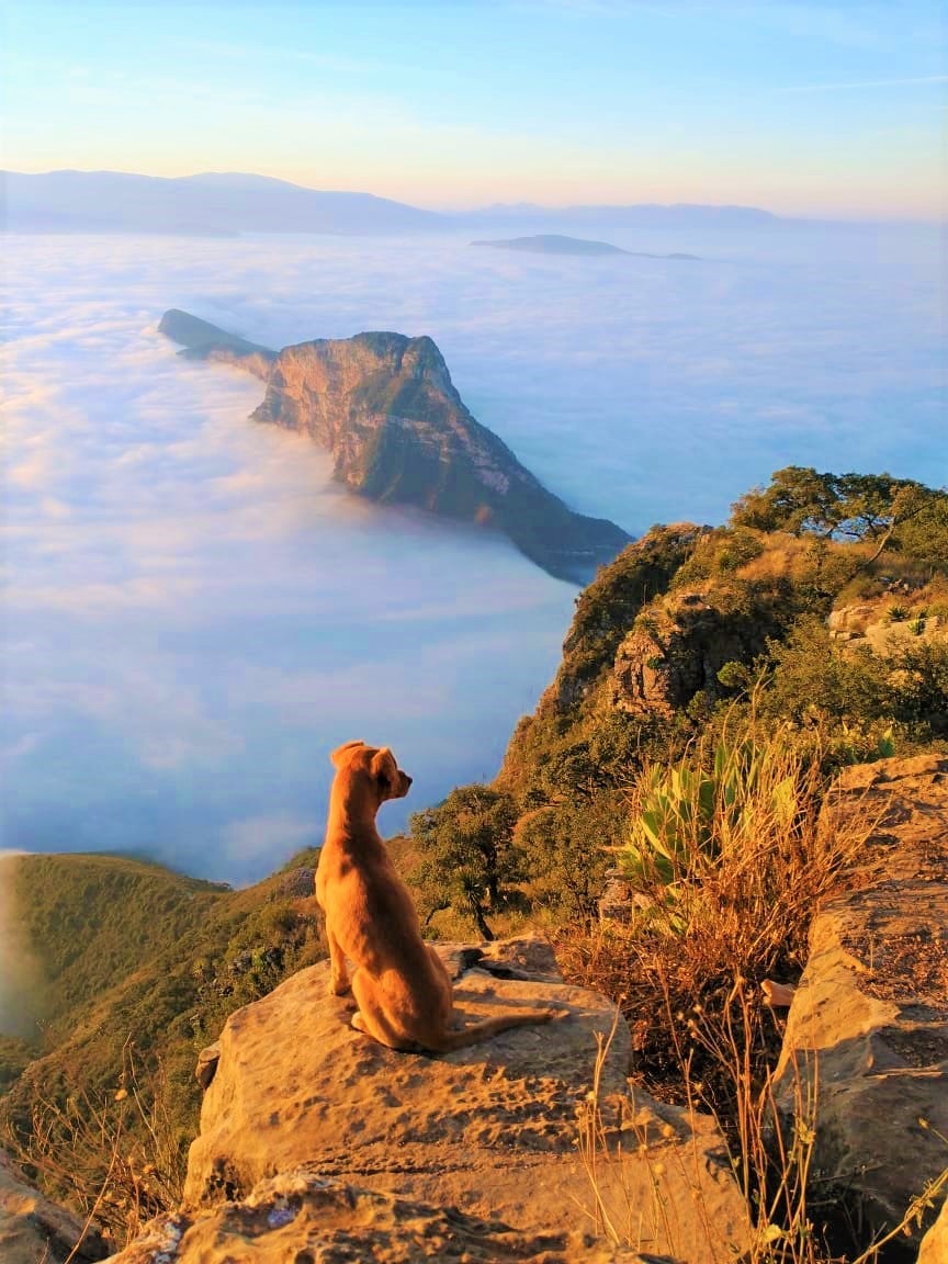 Perrito en el Mirador de Cuatro Palos. Foto: FB, Mirador Cuatro Palos, Pinal de Amoles Querétaro