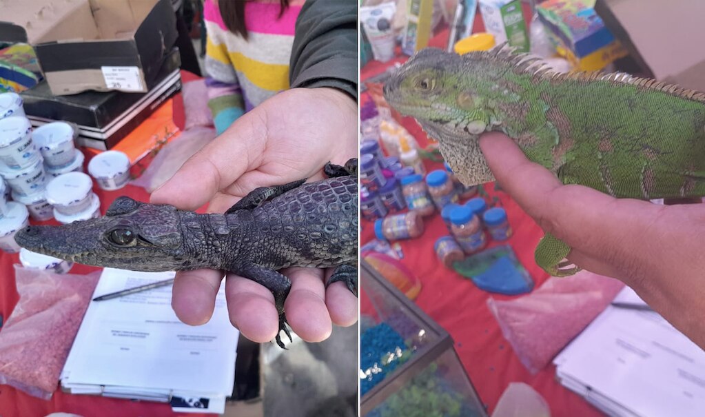 Vendían una iguana y un cocodrilito en tianguis de Querétaro 