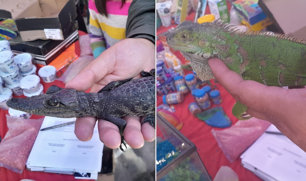 Vendían una iguana y un cocodrilito en tianguis de Querétaro