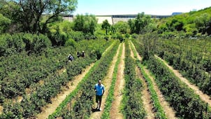 Campo de Zarzamora en La Salitrera: plan de fin de semana con sabor a tradición en Colón 