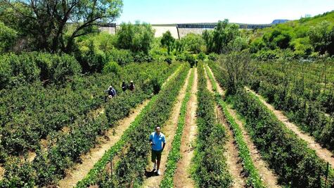 Campo de Zarzamora en La Salitrera: plan de fin de semana con sabor a tradición en Colón 