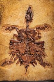 Tras las huellas del pasado