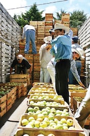 Buen año para las cosechas