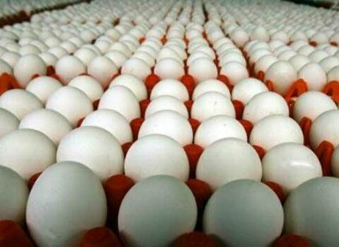 Disminuye 50% producción de huevo