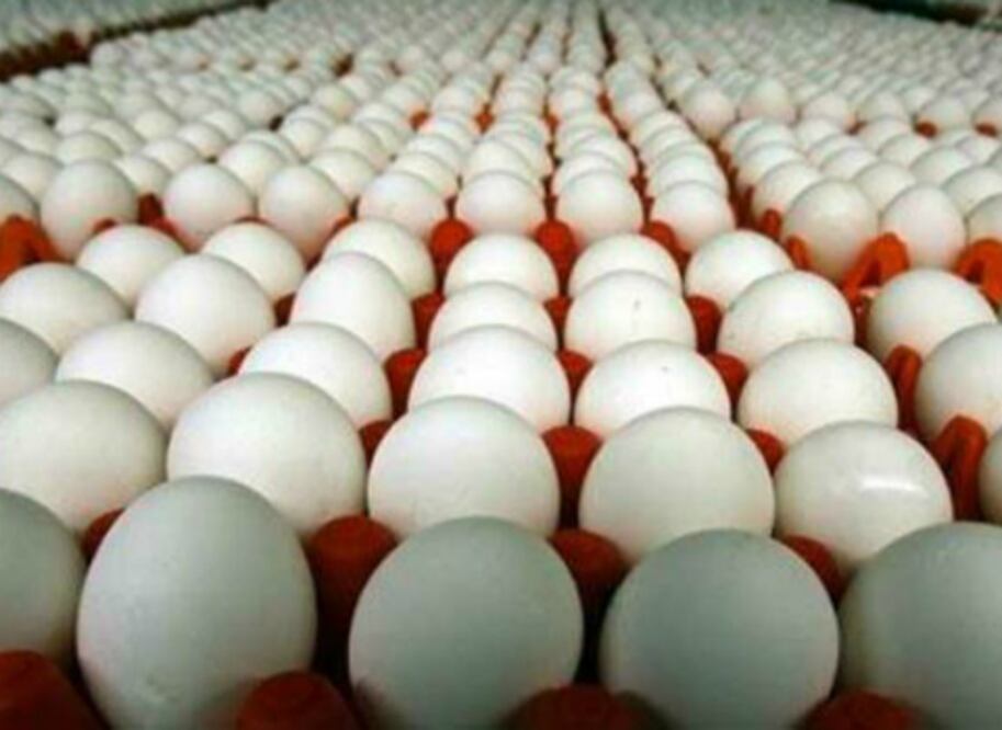 Disminuye 50% producción de huevo