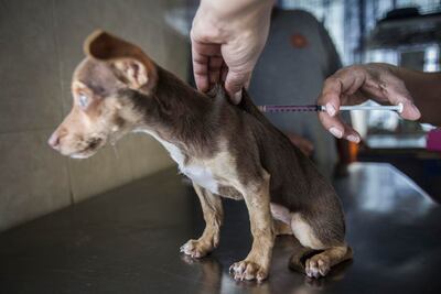 Modifican iniciativa de ley de cuidado de mascotas
