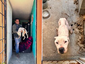 IMPA El Marqués rescata a perrita abandonada en el fraccionamiento La Pradera