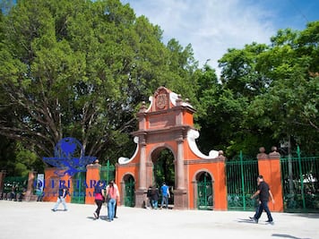 Prevén sembrar 70 mil árboles en Querétaro