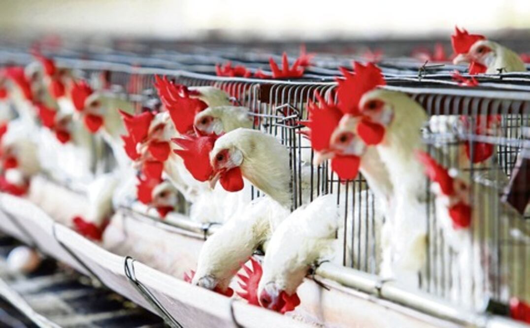 Alerta en Querétaro  por presencia de gripe aviar 