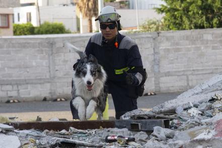 Perros rescatistas: amor, lealtad y compromiso