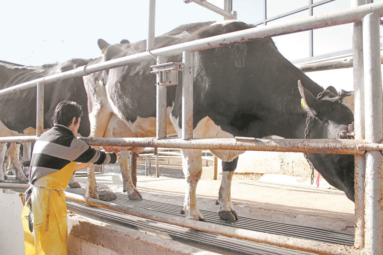 Querétaro avanzó en ranking de producción pecuaria