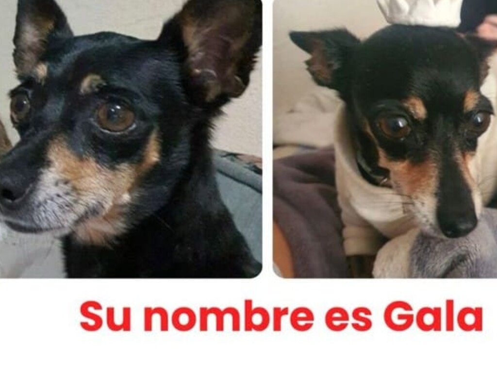 Buscan a la perrita Gala en Querétaro; fue vista por última vez el 3 de agosto
