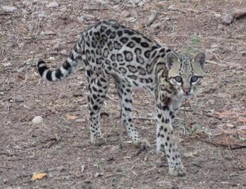 Planean proteger la fauna silvestre