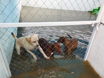 Refugio se inunda en Tequisquiapan; lomitos se quedaron entre el agua 