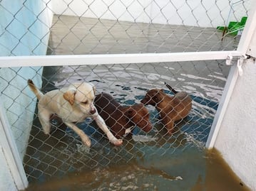 Refugio se inunda en Tequisquiapan; lomitos se quedaron entre el agua