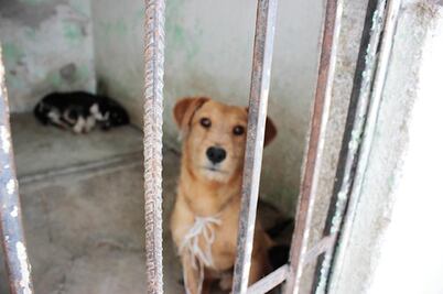 Alerta abandono de perros en SJR