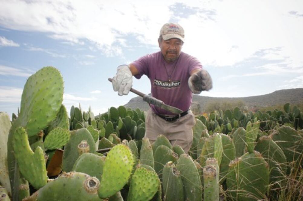 El nopal, fácil de plantar y con múltiples usos