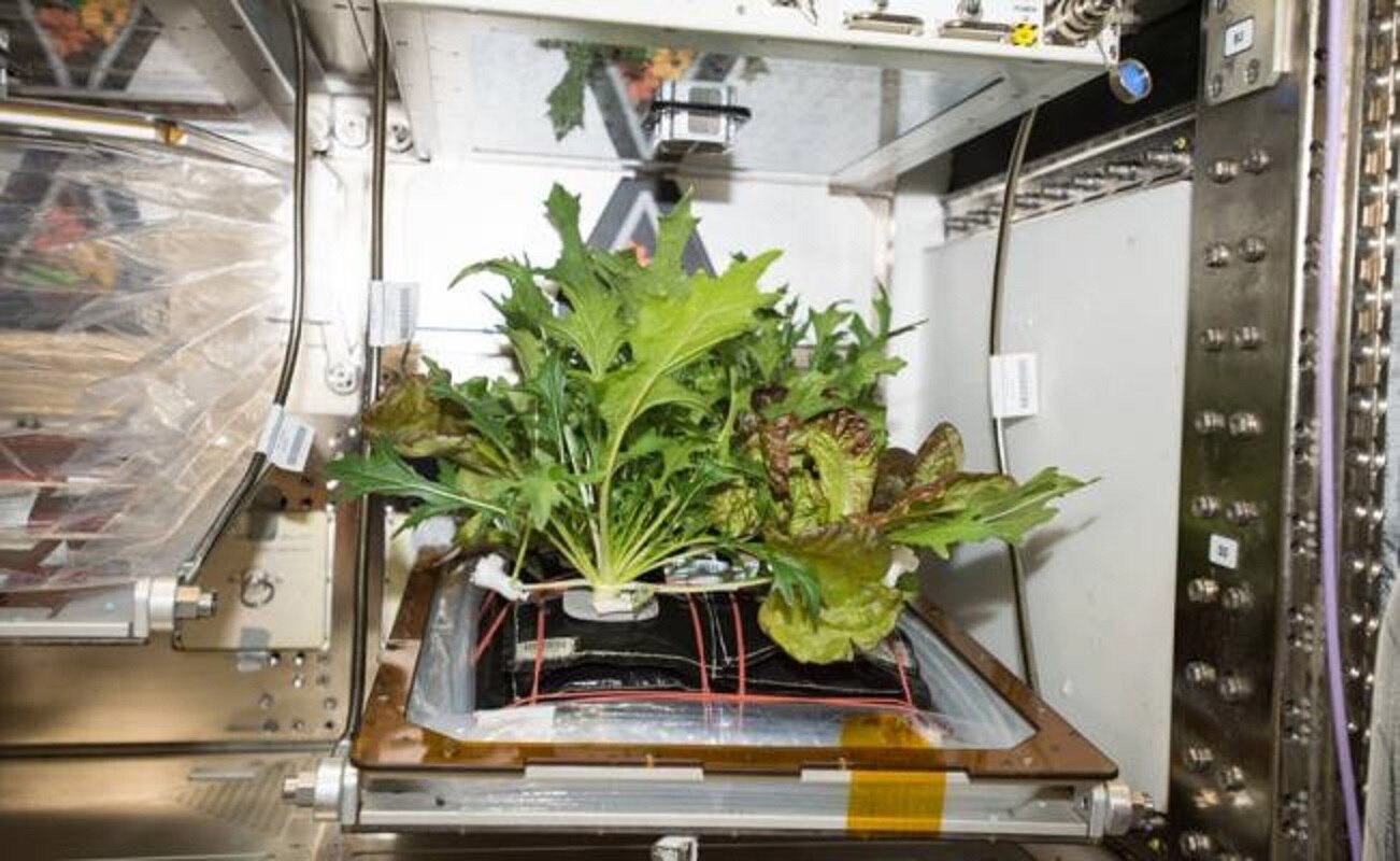 Cosechan tres variedades de verduras en el espacio