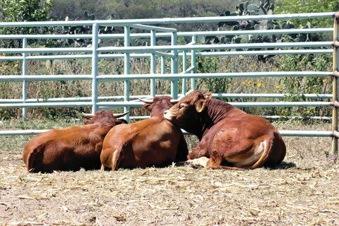 Reportan robos de ganado en la Sierra