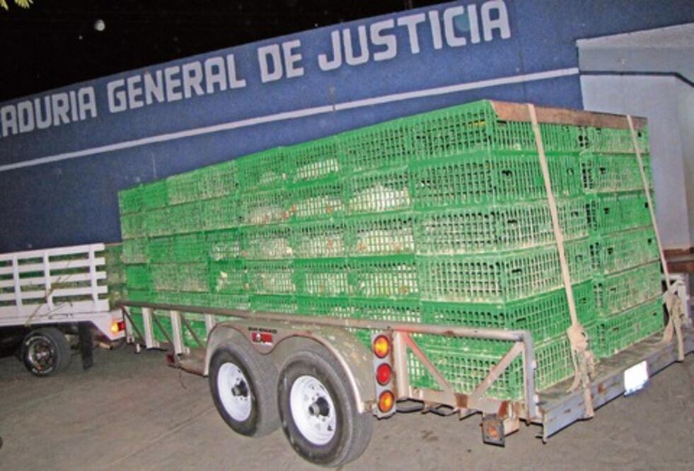 Detienen a 8 personas por hurtar pollos