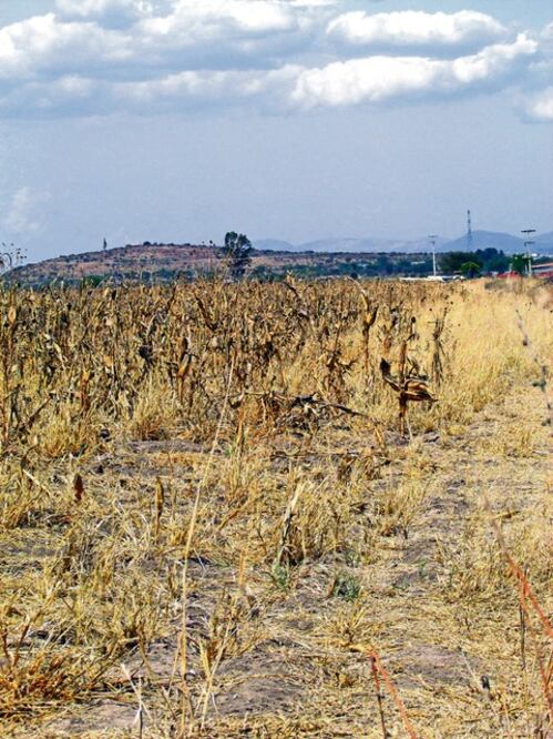 Alertan al campo de sequía