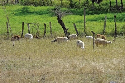 Asociación Ganadera va contra robo de animales