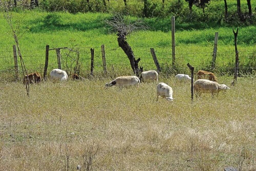 Asociación Ganadera va contra robo de animales