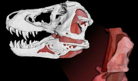 El Tiranosaurio rex podía morder con la fuerza de tres automóviles