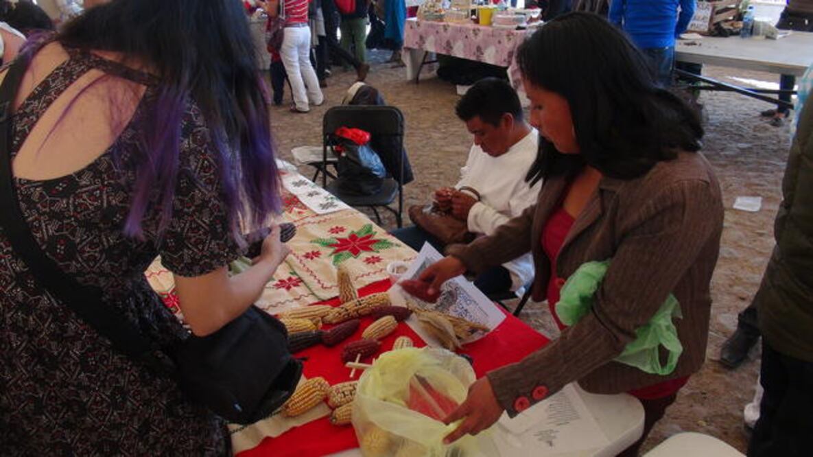 Los transgénicos dañan la tierra en donde se aplican los paquetes tecnológico s y atentan contra la salud de quienes los consumen, dijo académico de la UAQ. (LORENA ALCALÁ/ EL UNIVERSAL)