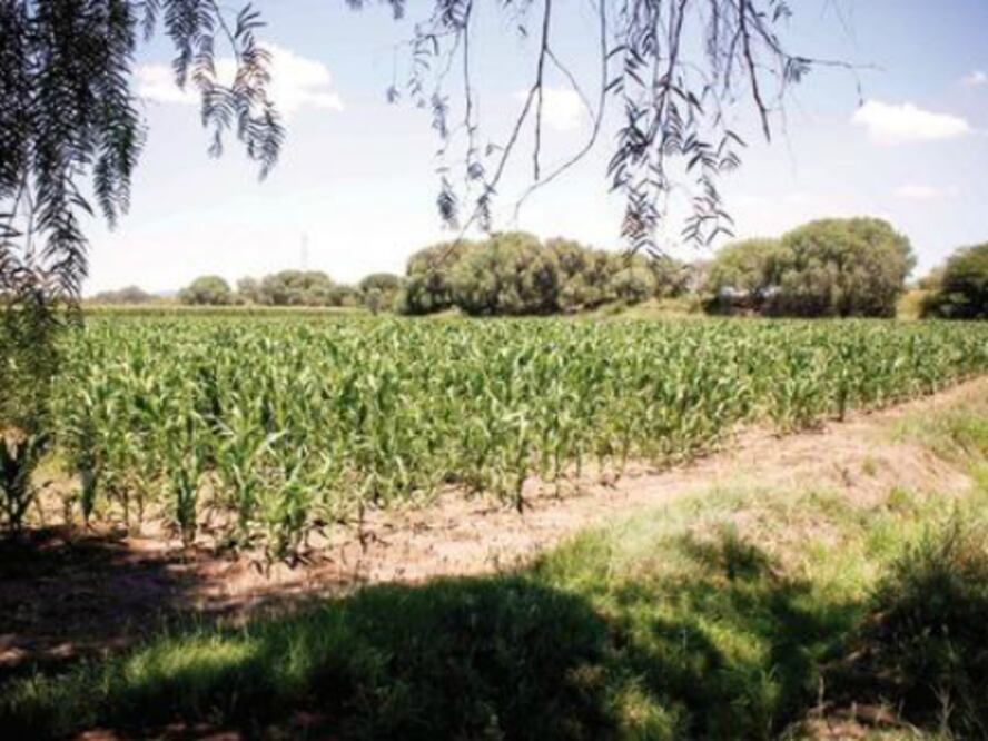 Gobierno proyecta impulsar al campo